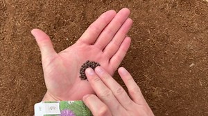 Seed Needs Sensitive Plant Seeds for Planting Mimosa pudica - Heirloom & Open Pollinated Annual Flowers - Pink Blooms with Leaves That React to Touch (2 Packs)