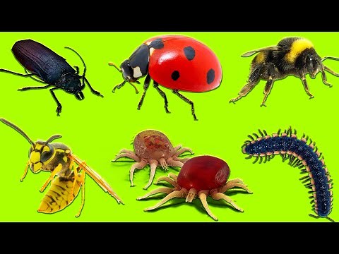 Learn Insects | Learn Names and Sounds of Insects for Kids in English 2