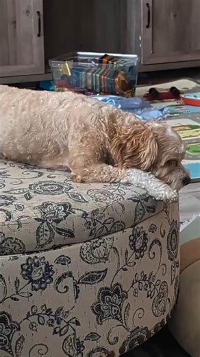 The Aftermath of a Long Day of Playing with Toddlers