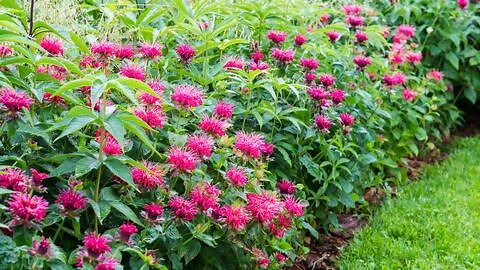 How to Grow Bee Balm: The Complete Bee Balm Flower Guide