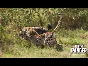 Cheetahs Lose Their Meal To A Hyena | Maasai Mara Safari | Zebra Plains