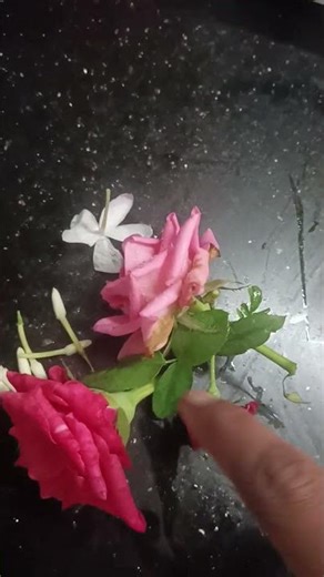 Rose gardening at home | Organic gardening at home