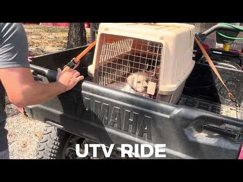 Labrador Retriever Meadow Completes Week 1-2 Clicker Training!