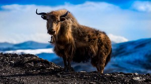 The Complete Guide to Wild and Domestic Cattle Species Across Six Continents