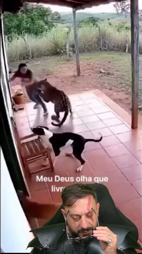 Novo ataque de onça? Mulher atacada por onça na varanda de casa?