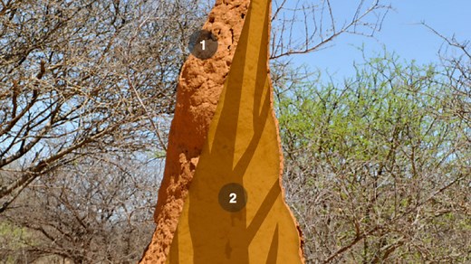 The Incredible Termite Mound