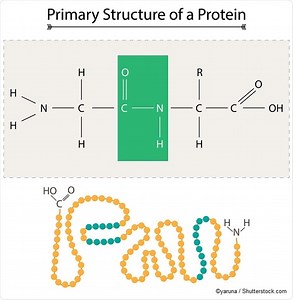 Macromolecules: Polysaccharides, Proteins and Nucleic Acids