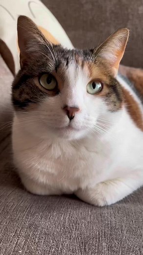 #openai #ai #artificialintelligence #aichat we asked an artificial intelligence to write our script for us. Heres what happened.