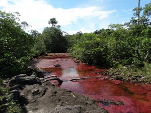 Rainbow River in Colombia: The Most Beautiful One• Lulo Colombia Travel