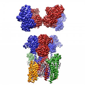 New structures show how auxiliary subunits modulate hippocampal AMPA receptor neurotransmission - MRC Laboratory of Molecular Biology