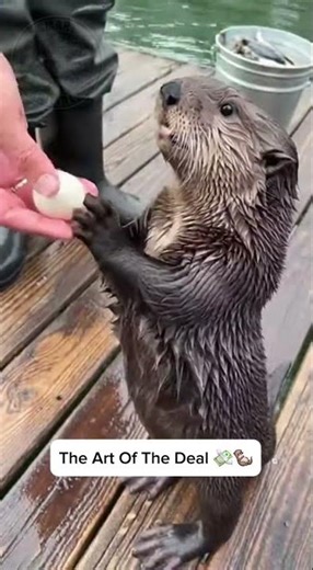 The Negotiation skills on this guy are 10/10 #otter #funnyanimals #cute #cuteanimals #shorts