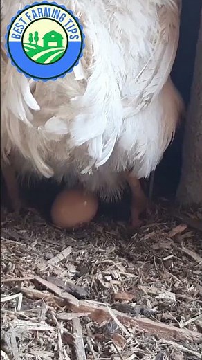 How chickens lay eggs | Closeup of hen laying an egg #shorts