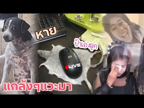 ฟีลแวะฟีลไร ROV