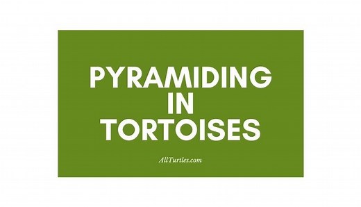 What To Do About Pyramiding in Tortoises - All Turtles