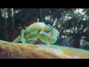 Trippy Psychedelic Jungle 🌲 Forest Trippy Visuals