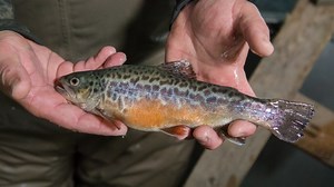 Trout anglers might encounter a different species in some of Virginia’s waters, as the Virginia Department of Wildlife Resources (DWR) has been raising and stocking tiger trout, a sterile hybrid of a female brown trout and a male brook trout. Tiger trout sport exaggerated vermiculation patterns, resulting in the name, and provide anglers with an excellent sport fishing opportunity. Find out more: https://dwr.virginia.gov/fishing/trout/tiger-trout/ | Virginia Department of Wildlife Resources