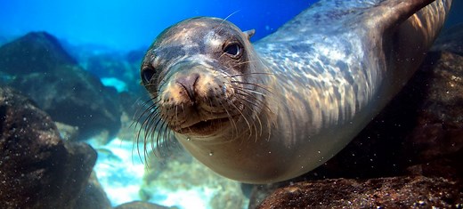 31 Strange but True Sea Lion Facts