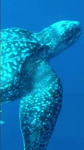 Leatherback Sea Turtles: One Minute Animal Facts