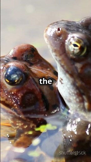 Frog reproduction😁#biology #shrots #3D animation