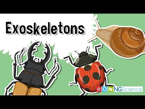Exoskeletons – The Armor of the Arthropods