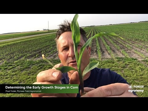 Corn Growth Stages: How to Stage Your Corn