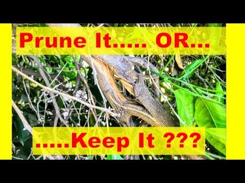 Broken Citrus Branch | ‘PRUNE IT’ vs. ‘REPAIR IT’