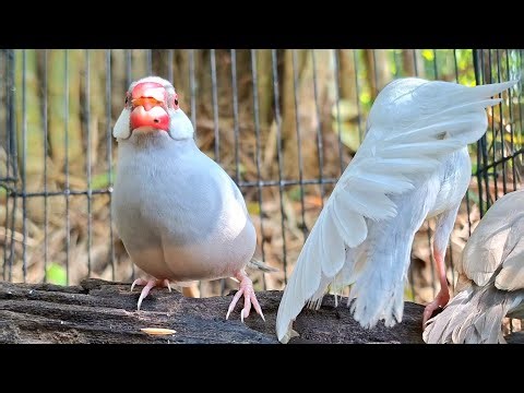 Java sparrow singing sound:The sincere singing of java sparrows are here.Use this to train bird sing