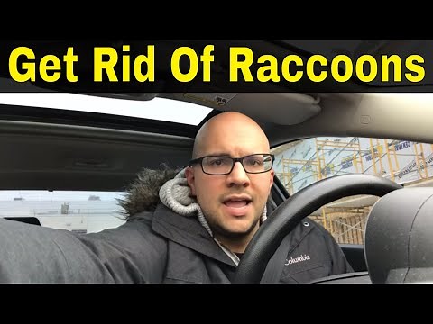 How To Get Rid Of Raccoons Easily With 5 Useful Tips