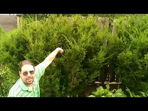 How to Prune Yews