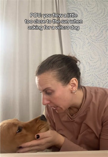 I think I’ve told you before… she’s so obsessed with me 😅 #parkerandpinot #fyp #viral #fypage #goldenretriever