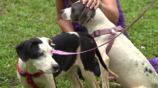 Humane Society puppies test out new home
