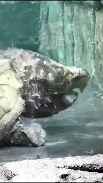 This Turtle Has the Most Terrifying Bite in Freshwater #turtle #alligatorsnappingturtle