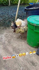 2.6K reactions · 81 comments | Backyard livestock @highlight @everyone | Lovelybernz Stringer | Facebook