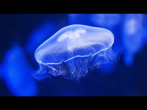 Water Sounds Jellyfish Aquarium 4k (🎧 Best with Headphones) Underwater White Noise for Relaxation