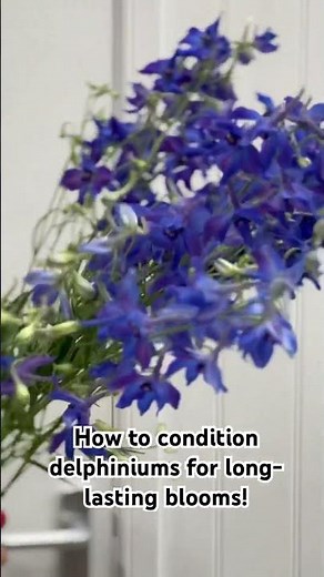 Condition your delphiniums like a pro — quick tips for fresher, longer-lasting stems!