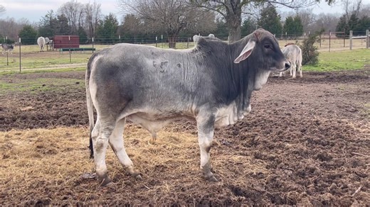 Polled NuDesign - NuGeneration for a fresh approach. Pioneering new paths into the future! "Keep The Quality Up” #nudesignbrahman #polledbrahman #brahmancattle #brahman #bosindicus #guzera #guzerat | Butler Polled Brahmans