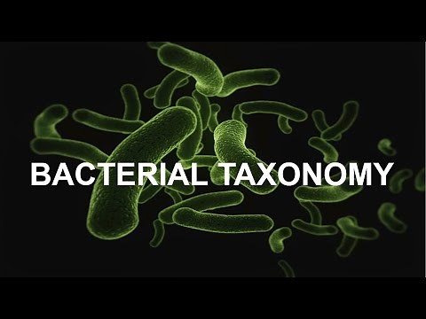 Bacterial Taxonomy | 4 Types of Classification Explained