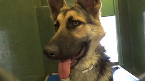 145 reactions · 220 shares | ADOPTED  A5486087 ✰ MAYA -6/16/22-...