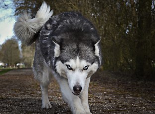 What Do Wolves Eat? Complete List of What a Wolf Preys On!
