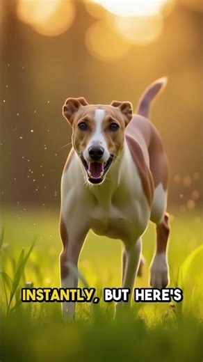 Whippet Hits 35 MPH in 3 Seconds!