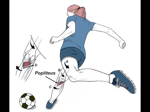 The Twist Disk-Strengthens Muscles in the Transverse Plane