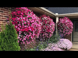 How to Grow Bigger Hanging Baskets