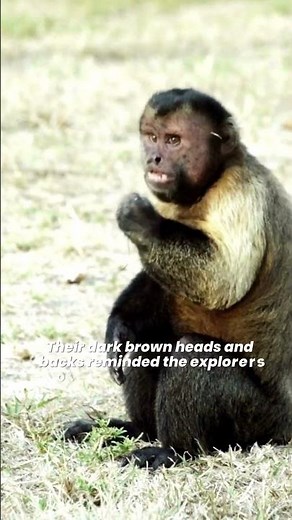 Capuchins 🐒 The Organ Grinder Monkeys 🙊 Capuchins Make Good Pets?