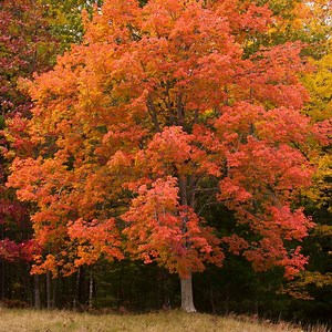 11 Fast-Growing Shade Trees