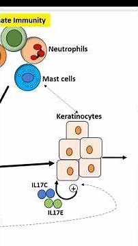 “IL-17 Family and Psoriasis: From Cytokine Signaling to Clinical Impact” #shorts #science