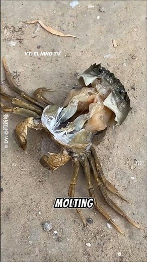 Amazing Crab Molting Process – Nature’s Hidden Transformation! #crab #molting #transformation