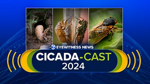 ABC7 Chicago Cicada-Cast 2024 breaks down latest on Illinois emergence