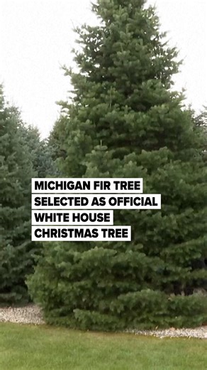 18K views · 369 reactions | A Michigan-grown 25-foot concolor fir is the official Christmas Tree at the White House this year. The tree was harvested at Korson’s Tree Farms in Sidney Township, which won a national contest to supply the Blue Room centerpiece. After being cut and trimmed to about 19.5 feet, the tree was loaded for its journey from Michigan to Washington. (Video Provided by Associated Press) | MLive.com | Facebook