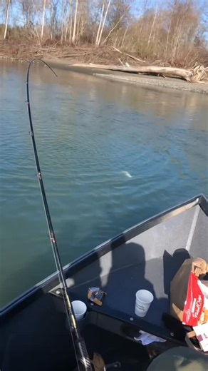 Steelhead Season 🚨 @johnklarsportfishing #fishing #steelheadfishing | P-Line