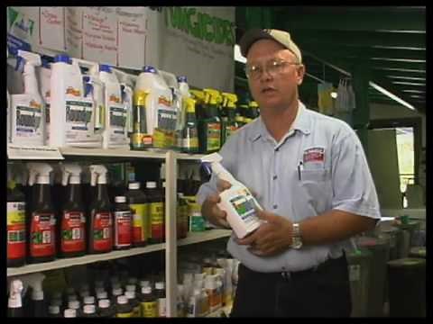 How To Identify And Control Common Lawn Weeds